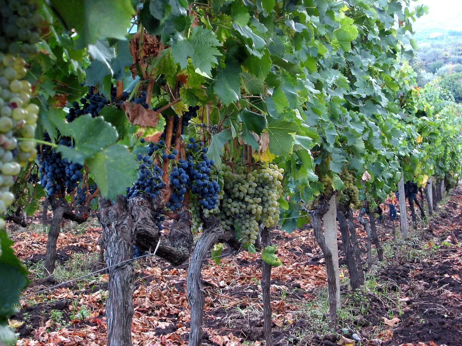 Filari di vecchie viti sull'Etna a Passopisciaro, con grappoli di uva nera e uva bianca fra le foglie e il terreno scuro coperto di foglie secche